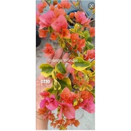 SALE CUTTINGS ONLY!!! with 🆓 (Rare bougainvillea cuttings)