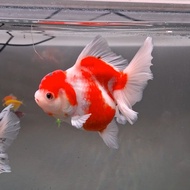 Goldfish / Oranda Rosetail / Ranchu / koki Panda / Oranda Tricolor / ikan koki Tancho / Oranda Sakur