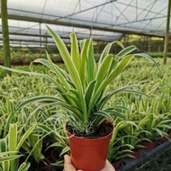 TKL - Top Air Purifying Plant Spider Plant Chlorophytum Comosum/Curly 吊兰/卷叶吊兰/金边吊兰