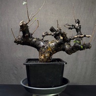 塊根植物 大黑皮橄欖