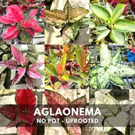 GBO Carmina: Aglaonema | Live Plant | Imported from Thailand (1/2) BAGSAK PRESYO