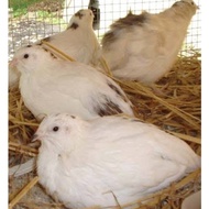 PUYUH ALBINO BURUNG PUYUH HIAS AVIARY