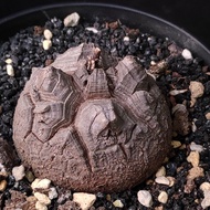 尖甲) 南非龜甲龍   5.9cm   連 花盆 塊根 植物 盆栽 Plant  caudex 非象牙宮【實拍。只此一盆】 👑 9年老店