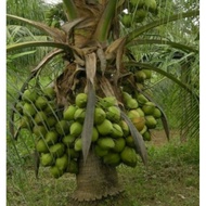 Benih Pokok kelapa tacunan Filipina🌴 Gred A buah besar.(Tacunan Drawf)