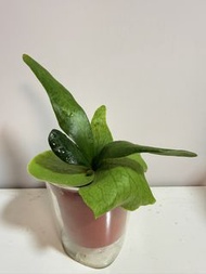 鹿角蕨苗🍀捲捲