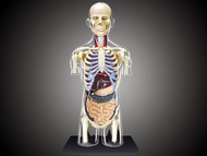 4D MASTER Human模型/ 全透視器官