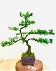 原生南通小葉雀舌  羅漢松（葉子細小）