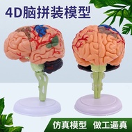 Organ Human Brain Assembly Toy Educational Medical Teaching Model Assembly Model4D Assembling Brain 
