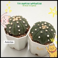 Astrophytum Asterias V Type, Super Kabuto, Nudum - Cactus Terbaru