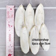 6pcs size 11cm Cuttlefish Bone Calcium Squid Shell Cuttlefish Bone Natural Nutrition Export Quality
