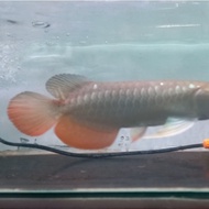PTR Arwana Golden Red 30 Cm. Ikan Arwana GR HB. Ikan Predator. Hias.