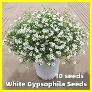 Gypsophila Flower Seeds - 满天星种子 Fresh 10 Seeds White Gypsophila Seeds Bonsai Seeds for Planting Brea