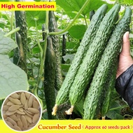 Good Quality Pipino Cucumber Seeds for Sale (Approx 60 Seeds/pack) Organic Cucumber Poinsett Seeds S