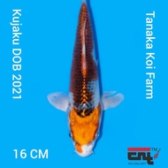 Ikan Koi import Kujaku Tanaka Koi Farm Japan