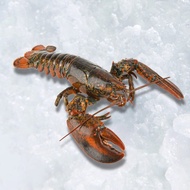 Wild-caught Boston Lobster [500G]