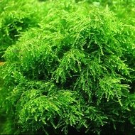 java moss loose 15gram