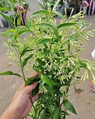 Dama De Noche with FREE plastic pot, and garden soil ( REAL )
