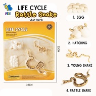 PIBI - LIFE CYCLE ANIMAL 2 ANIMAL LIFE CYCLE Toy/ Montessori/