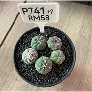 Cactus  (Real Plant)