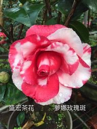 【盛宏茶花】茶花品種︱B嫁接茶花︱夢娜玫瑰大斑B512