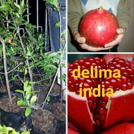 Pokok delima india buah merah
