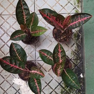 Aglaonema Adelia New Stok