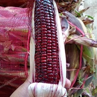 Promo / Jagung Ketan 1 Kg Non Cod