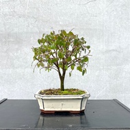 小品盆栽-櫸樹 多幹 盆景