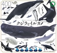 【現貨】IKIMON奇譚NTC海洋模型海豚虎鯨 座頭鯨 抹香鯨 轉蛋