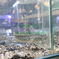 ikan channa asiatica ws pure