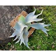 Platycerium white gizmo 6 June 26