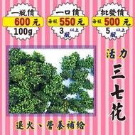 MC35【活力の三七花】►均價【550元/瓶】►共(3瓶/300g)║✔營養補充