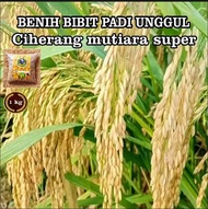 BENIH PADI Ciherang mutiara kemasan1kg