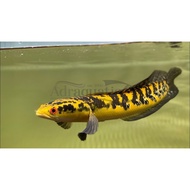 (Bandung) Ikan Hias Channa Ys Yellow Sentarum Maru Snakehead