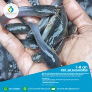 Bibit lele 7-8 cm, Sangkuriang dan mutiara