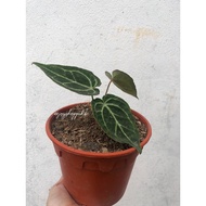 Anthurium 2-5 daun RARE EXOTIC PLANTS indoors outdoors plant caladium pokok keladi