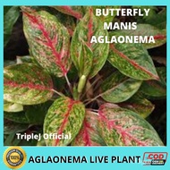 Vx0B AGLAONEMA VARIETY RED ORANGE SIAM, PINK BUTTERFLY, YELLOW DONA CARMEN,  LIVE PLANTS FOR LUZON A