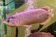 Batik Green Arowana Live Fish