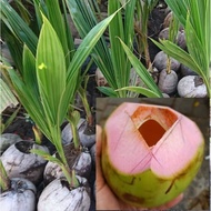 bibit kelapa Wulung genjah dijamin100%asli