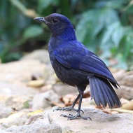 burung ciung batu pilihan