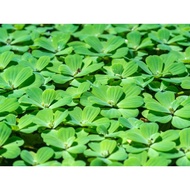 water lettuce floating plant for pond or aquarium, azolla , duckweed , ludwigia sediodes, salvania