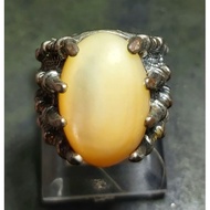 Abalone Shell