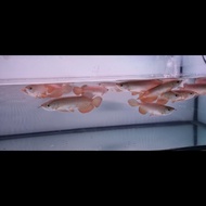 Terlaris Ikan Arwana Golden Red 16- 20Cm Ready