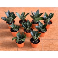 Sansevieria Lidah Buaya