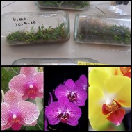 ready Bibit Anggrek dalam botol - bulan (Phalaenopsis ) hibrida siap