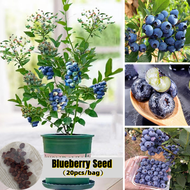 [Fast Germination] 20pcs Blueberry Seeds for Planting Fruits Delicious Fruit Seeds Dwarf Blueberry F