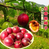 Hot-selling Fast Shipping Passion Fruit Golden Fruit Seed Golden Passion Fruit Seed Four Seasons Spr