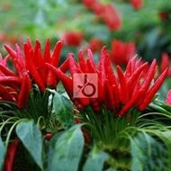 10 Biji Benih Cabe RED CAYENNE Pepper Sayuran Cabai