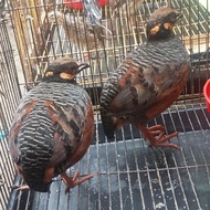 Puyuh Gonggong Sepasang Pilihan