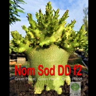 Adenium NomSod DD f2 Seeds /Benih(5/10 Seeds set). Thailand origin. Latest hybrid and limited stock. Ready stock in Msia